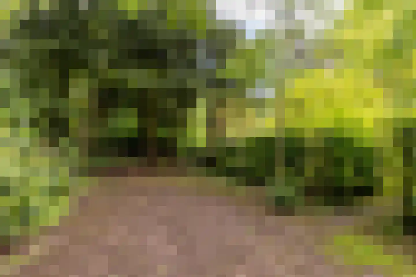 Scheurbroeksesteeg Haaren thumbnail 12