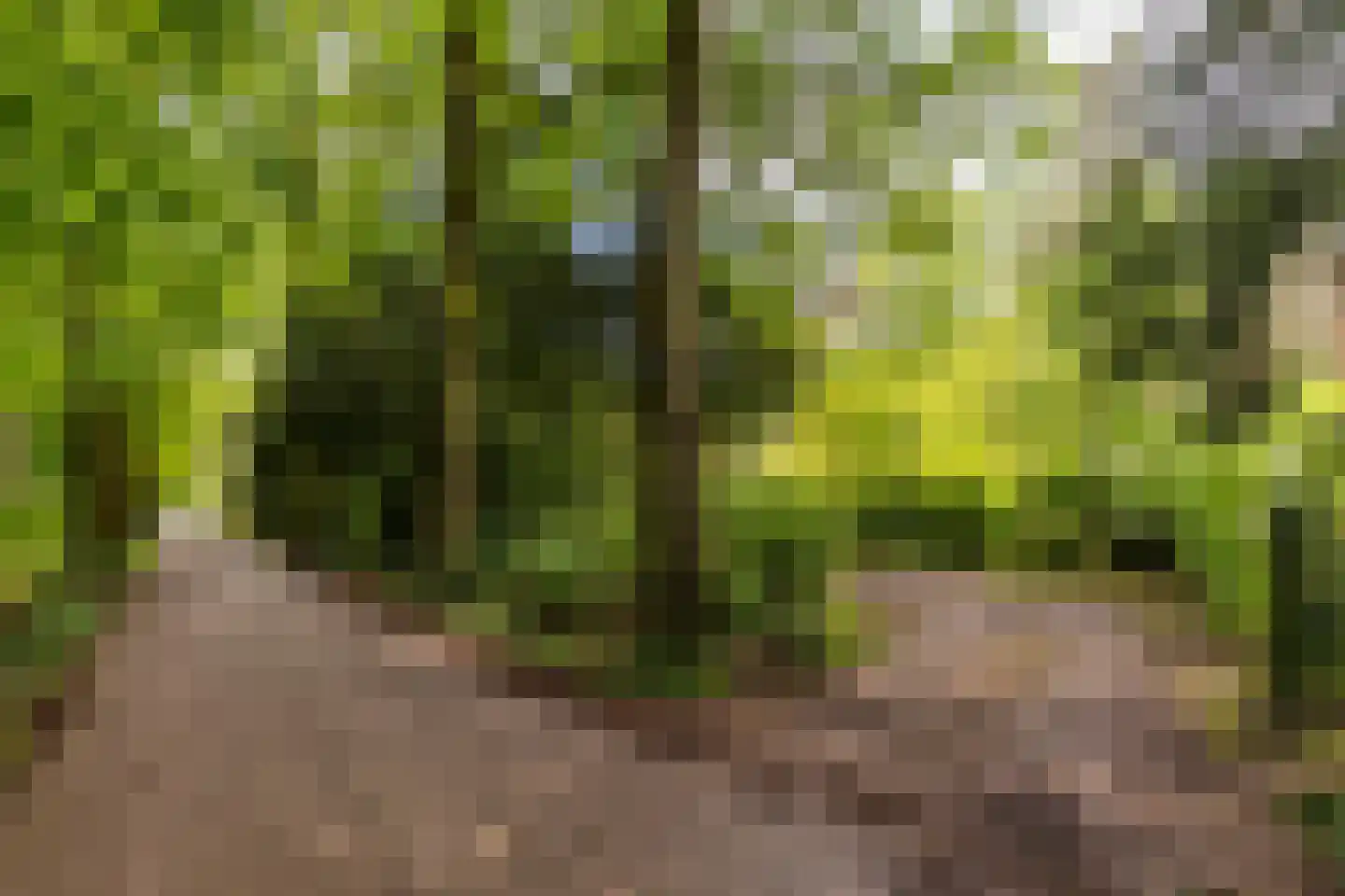 Scheurbroeksesteeg Haaren thumbnail 13