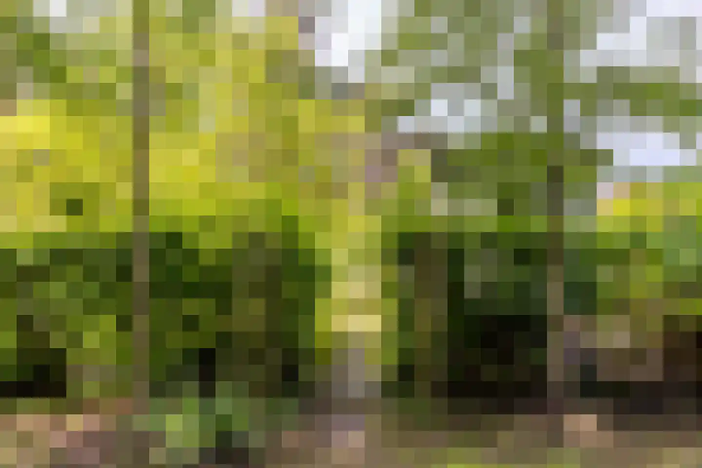 Scheurbroeksesteeg Haaren thumbnail 5