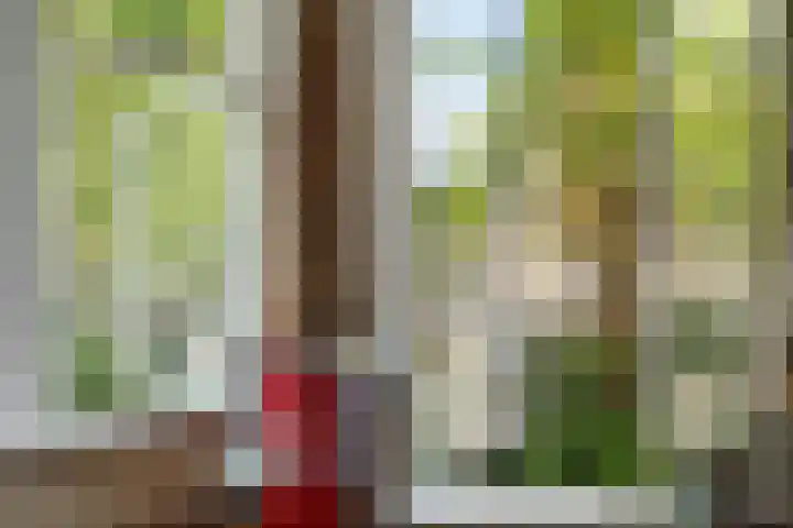 Schiebroekselaan 47 B Rotterdam thumbnail 15