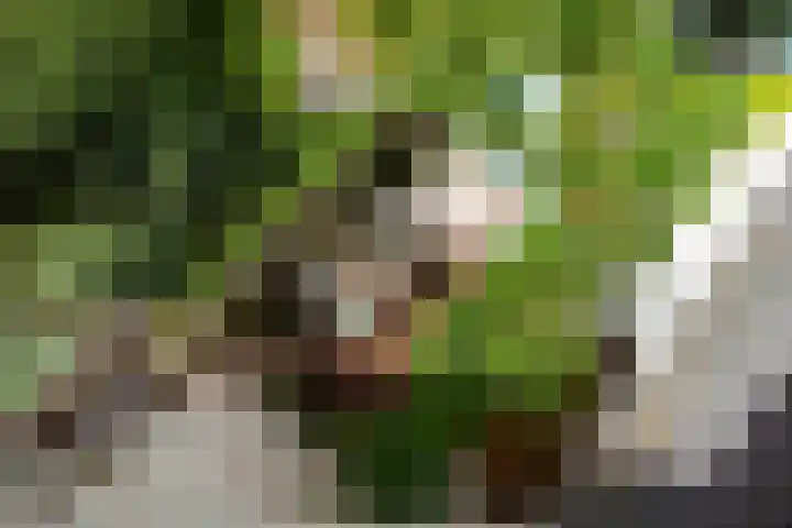 Schiebroekselaan 47 B Rotterdam thumbnail 22