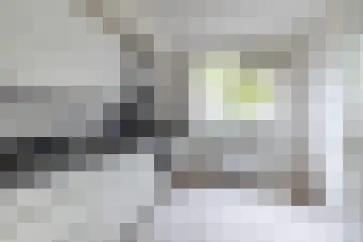 Schieland 29 Assen thumbnail 13