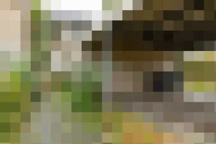 Schieland 29 Assen thumbnail 5