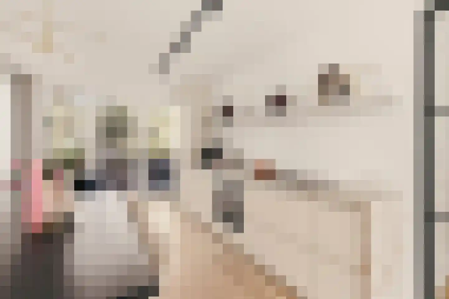 Schierstins 10 Amsterdam thumbnail 10
