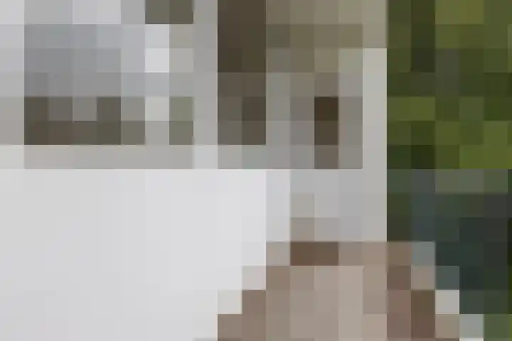 Schierstins 103 Amsterdam thumbnail 22