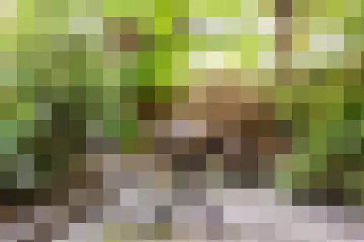 Schietbaanlaan 105 B Rotterdam thumbnail 31
