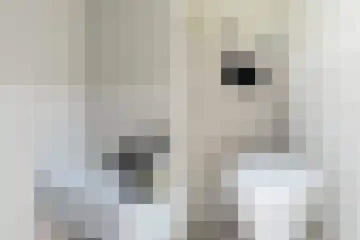 Schietbaanlaan 61 A Rotterdam thumbnail 35