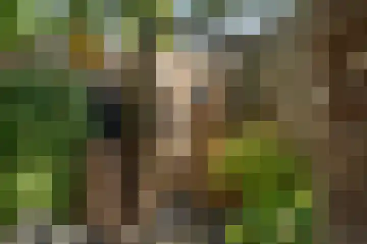 Schietwilg 14 Sint-Oedenrode thumbnail 33