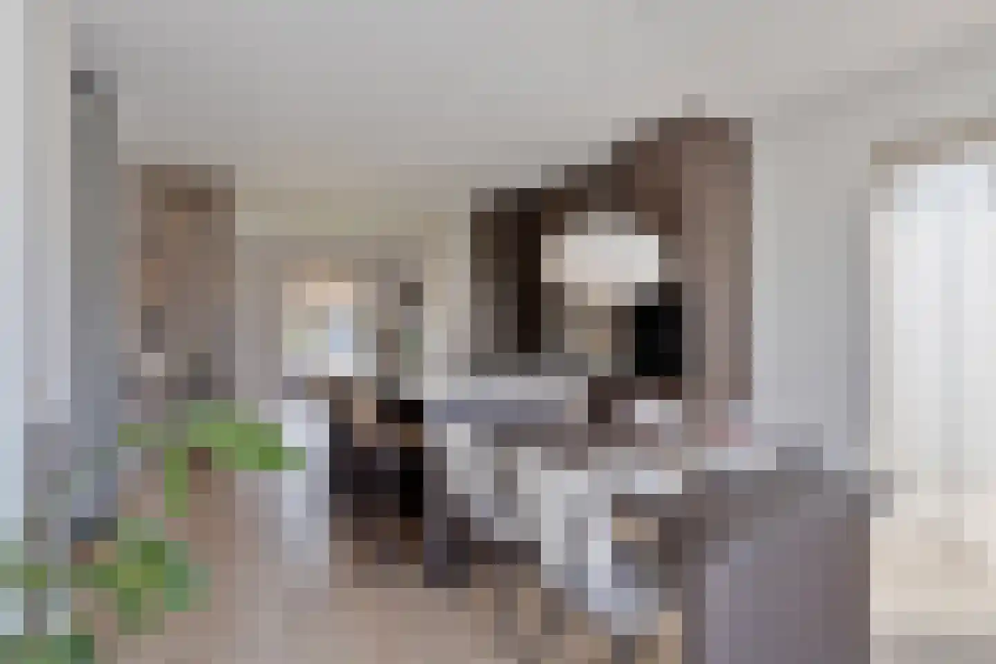 Schietwilgendreef 16 Kamperland thumbnail 15