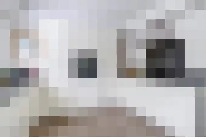 Schietwilgendreef 2 Kamperland thumbnail 21