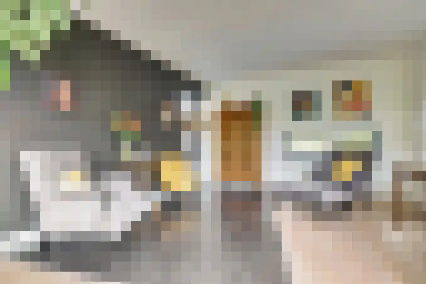 Schietwilgendreef 4 Kamperland thumbnail 10