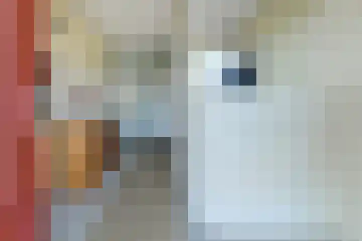 Schijfkamille 19 Breda thumbnail 17
