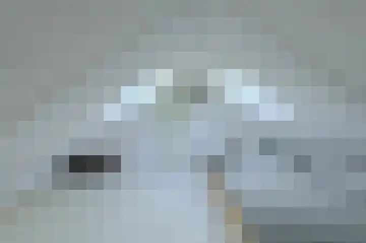 Schijfkamille 19 Breda thumbnail 28