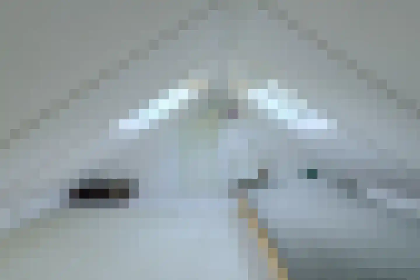 Schijfkamille 19 Breda thumbnail 30