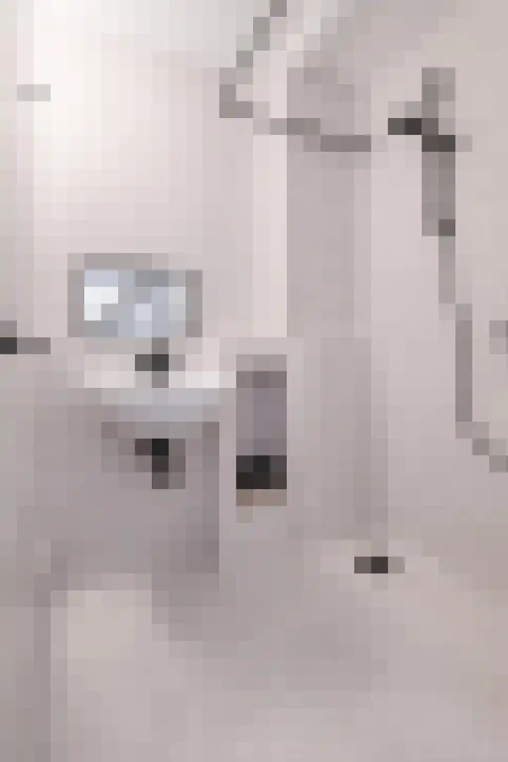 Schijfkamille 19 Breda thumbnail 38