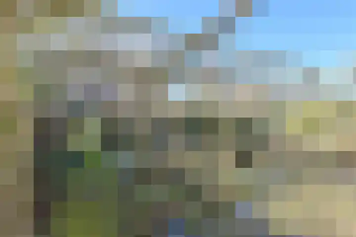 Schijfkamille 19 Breda thumbnail 50