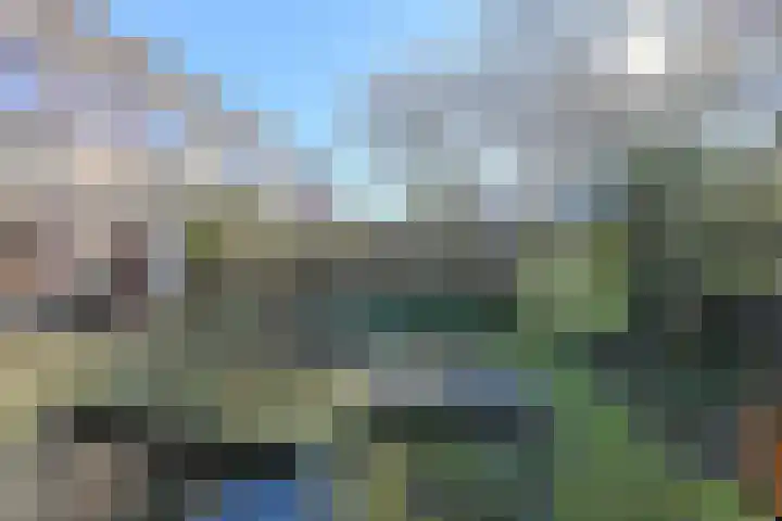 Schijfkamille 19 Breda thumbnail 52