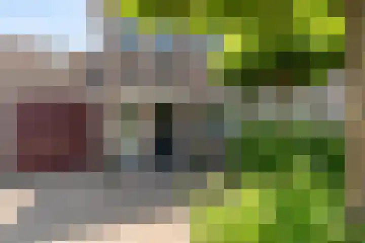 Schijfkamille 9 Breda thumbnail 10