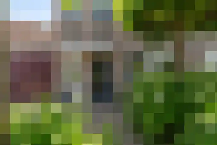 Schijfkamille 9 Breda thumbnail 11