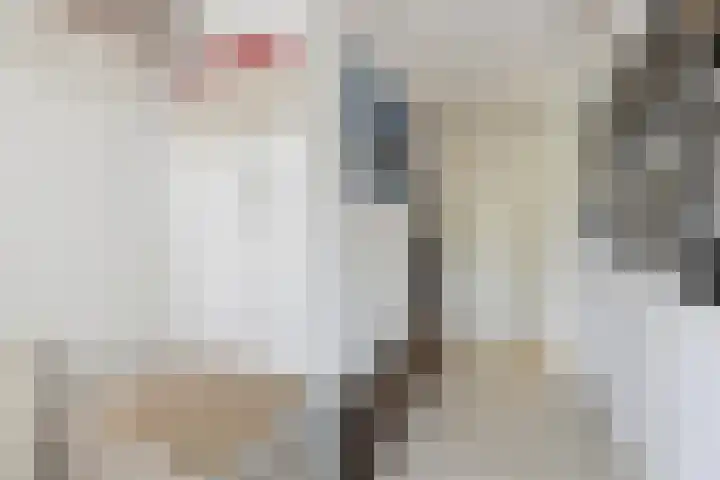 Schijfkamille 9 Breda thumbnail 14