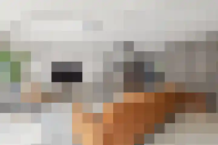Schijfkamille 9 Breda thumbnail 23