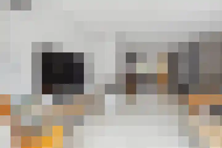 Schijfkamille 9 Breda thumbnail 26