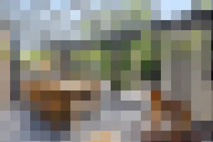 Schijfkamille 9 Breda thumbnail 33