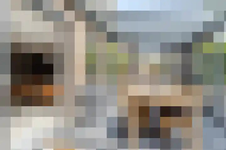 Schijfkamille 9 Breda thumbnail 34