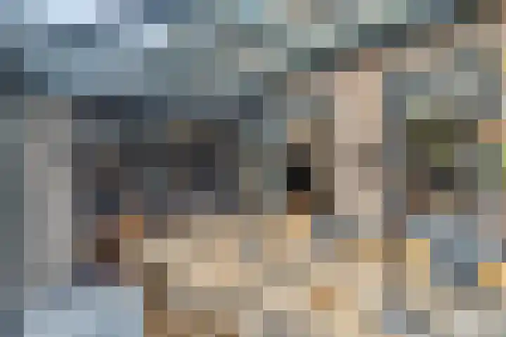 Schijfkamille 9 Breda thumbnail 35