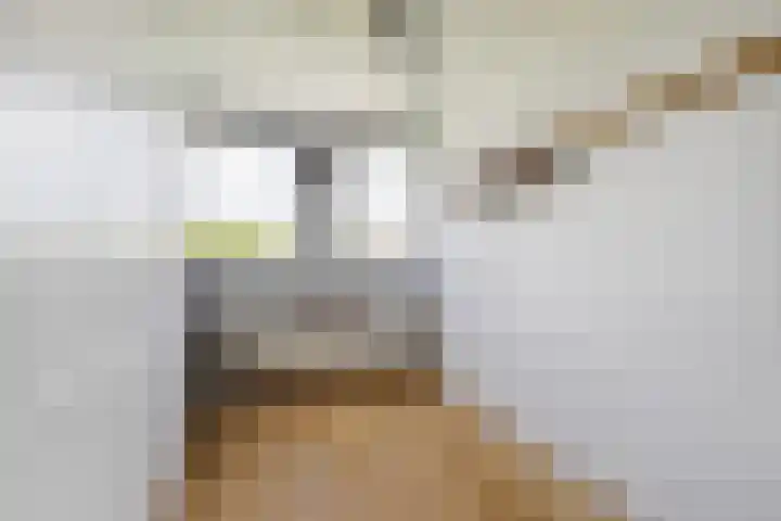 Schijfkamille 9 Breda thumbnail 49