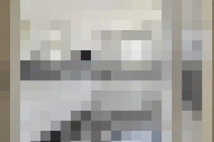 Schijfkamille 9 Breda thumbnail 51