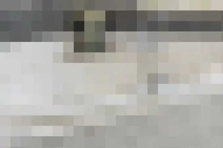 Schijfkamille 9 Breda thumbnail 53