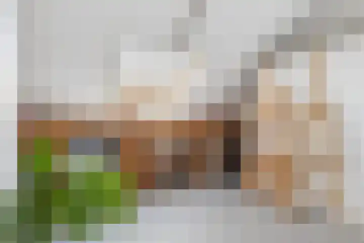 Schijfkamille 9 Breda thumbnail 62