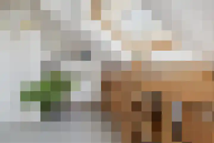 Schijfkamille 9 Breda thumbnail 63