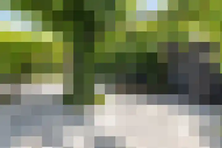 Schijfkamille 9 Breda thumbnail 65