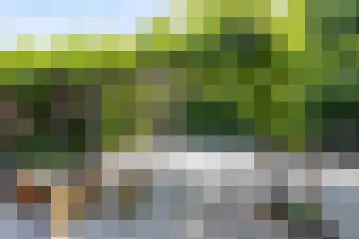 Schijfkamille 9 Breda thumbnail 66