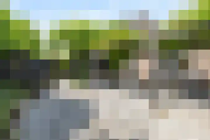 Schijfkamille 9 Breda thumbnail 68