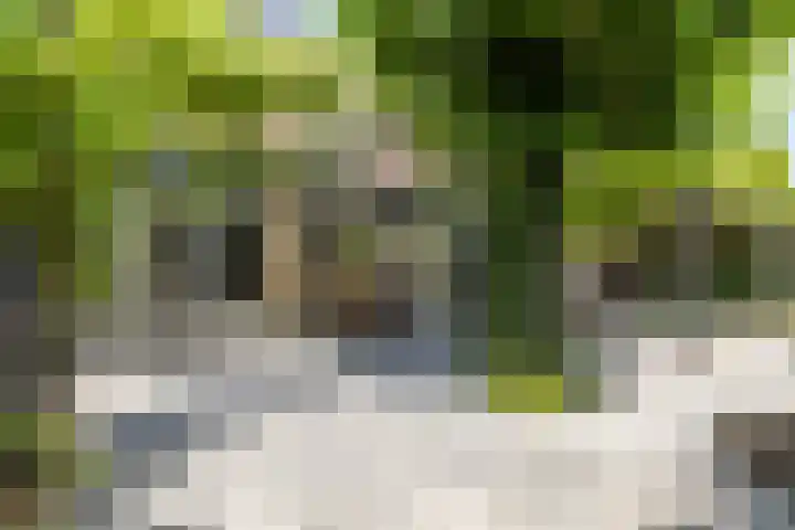 Schijfkamille 9 Breda thumbnail 69