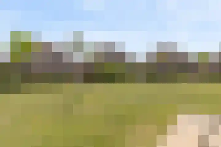 Schijfkamille 9 Breda thumbnail 7