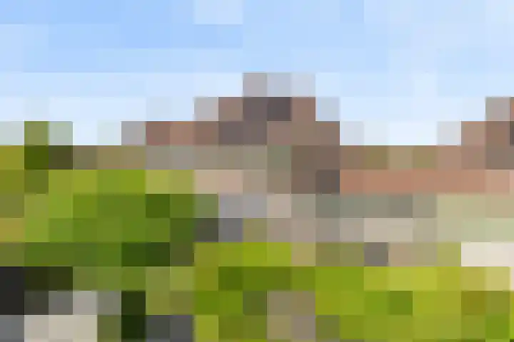 Schijfkamille 9 Breda thumbnail 70