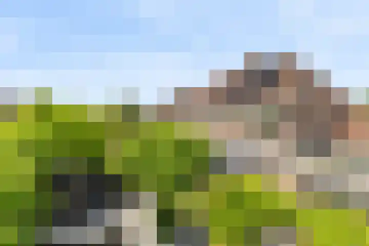 Schijfkamille 9 Breda thumbnail 71