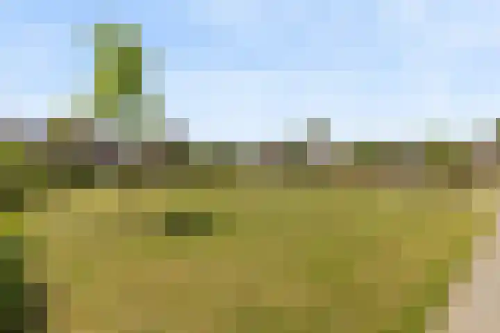 Schijfkamille 9 Breda thumbnail 72