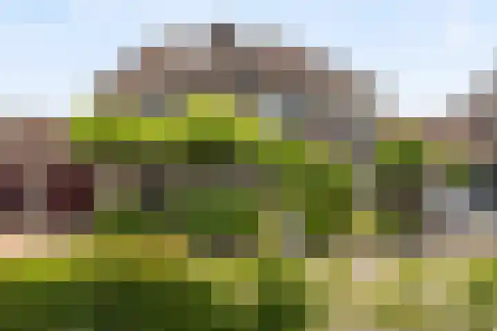 Schijfkamille 9 Breda thumbnail 8