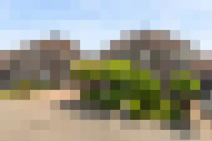 Schijfkamille 9 Breda thumbnail 9