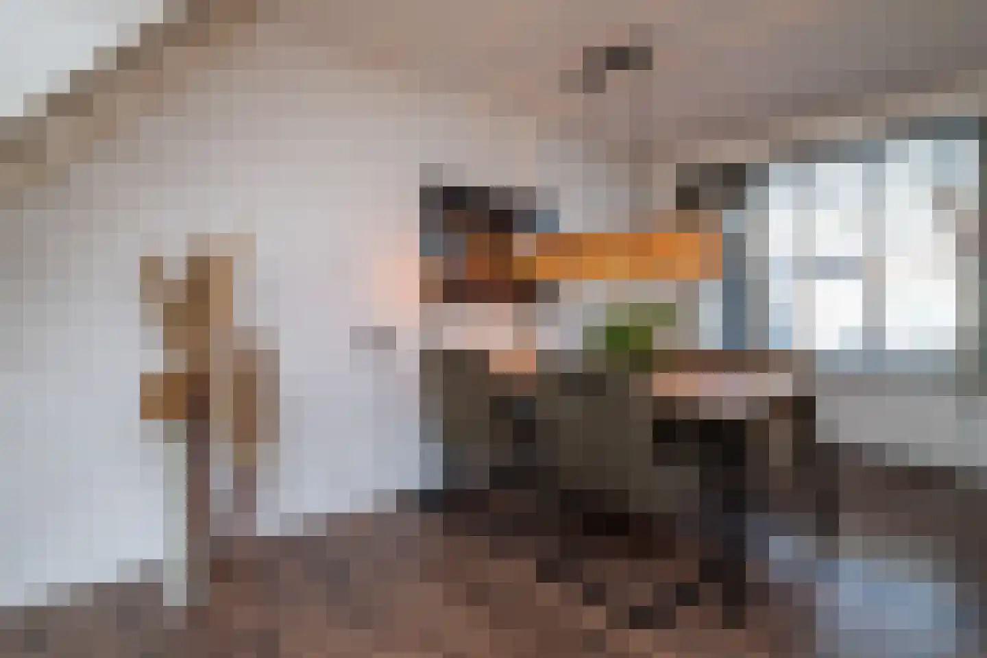 Schijfmos 12 Nieuwerkerk aan den IJssel thumbnail 12
