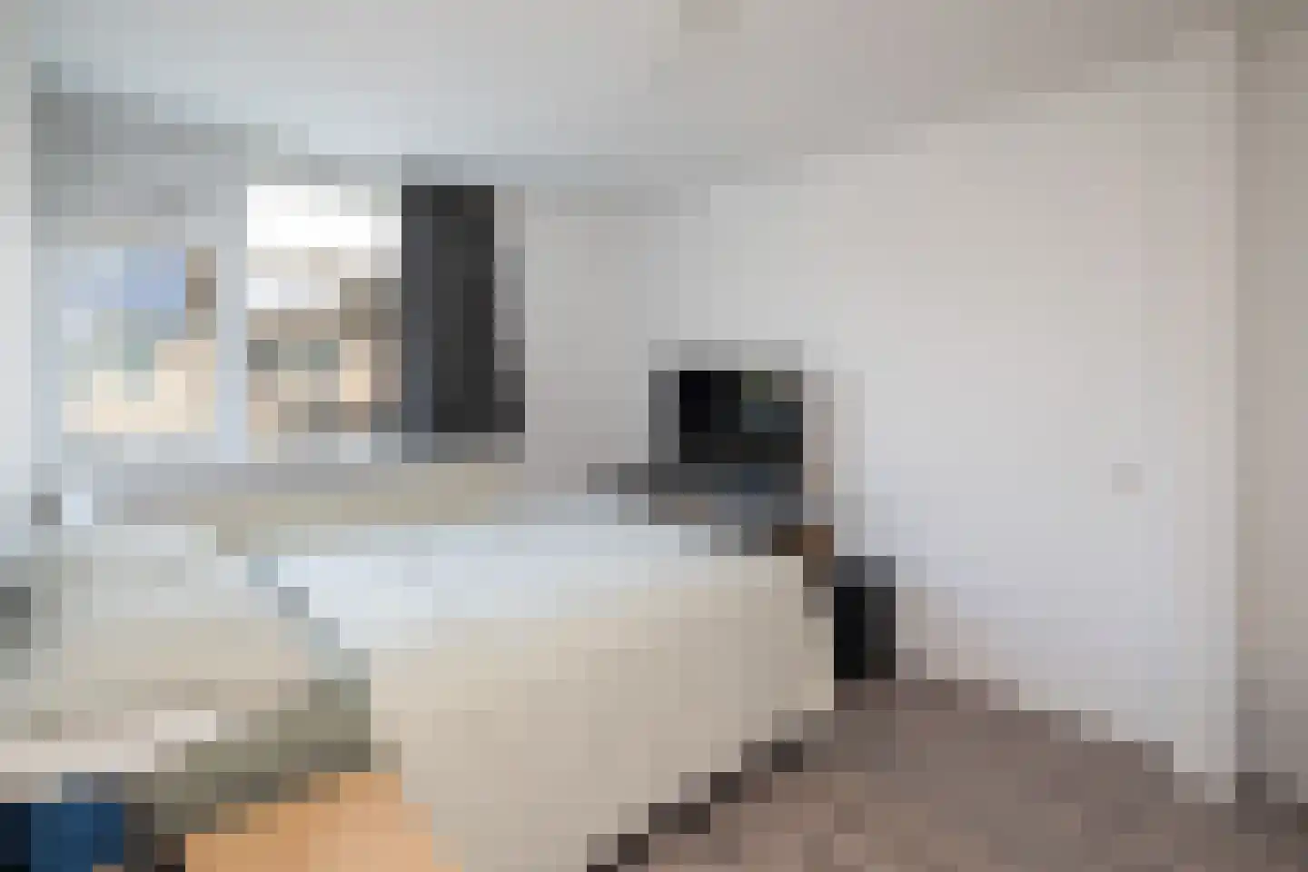 Schijfmos 12 Nieuwerkerk aan den IJssel thumbnail 15