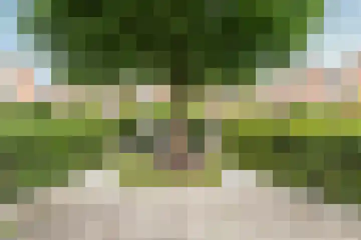 Schijfmos 15 Houten thumbnail 34