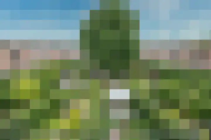 Schijfmos 15 Houten thumbnail 37
