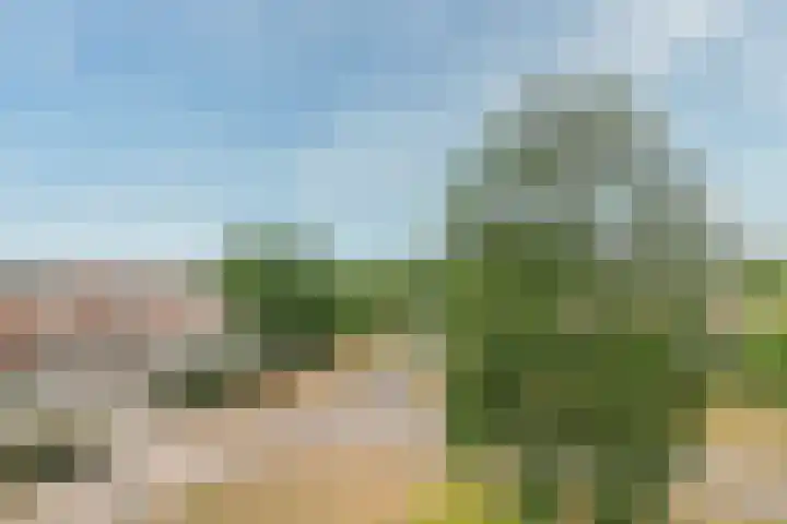Schijfmos 15 Houten thumbnail 38