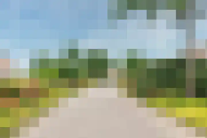 Schijfmos 15 Houten thumbnail 4